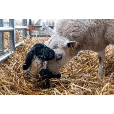 4G PTZ cameras for monitoring livestock during lambing and calving season