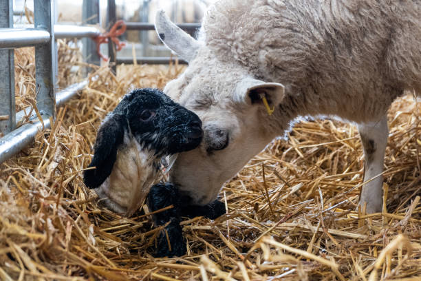 4G PTZ cameras for monitoring livestock during lambing and calving season